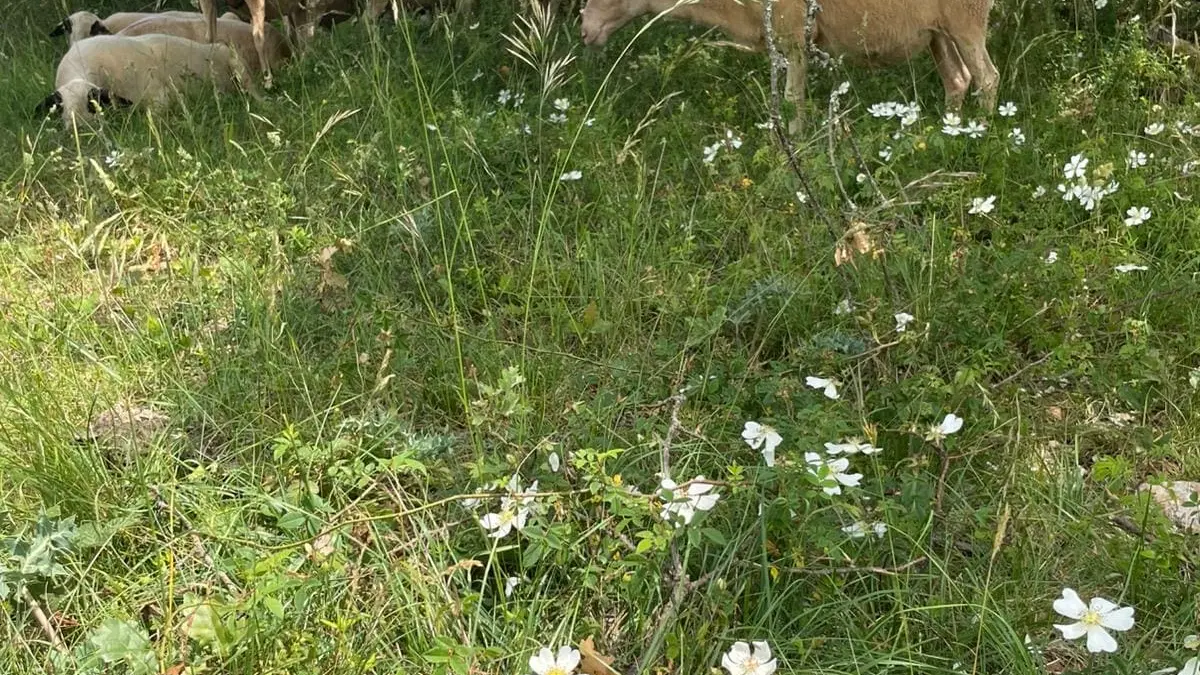 Les Caussenardes du Safari