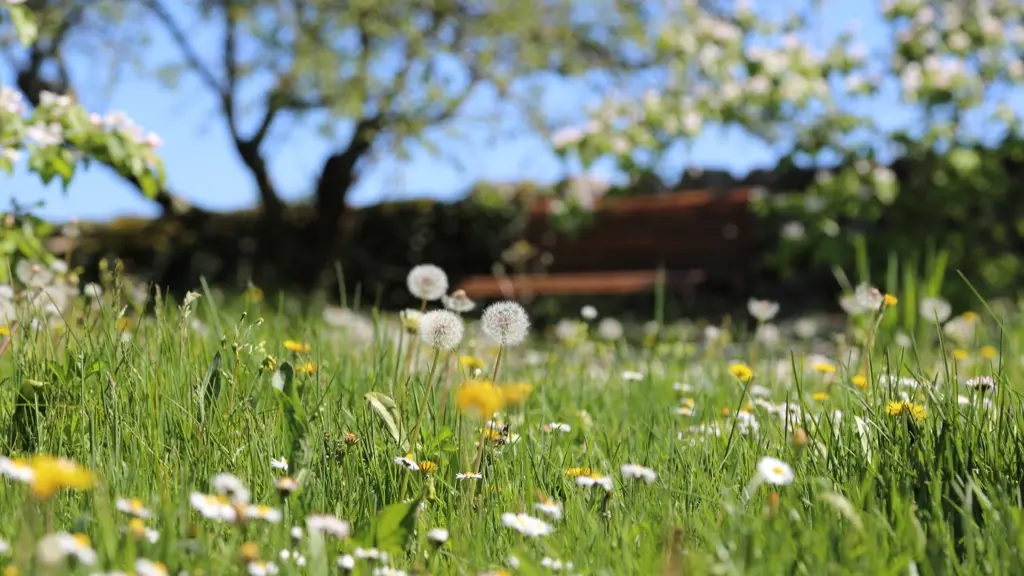 dans le jardin