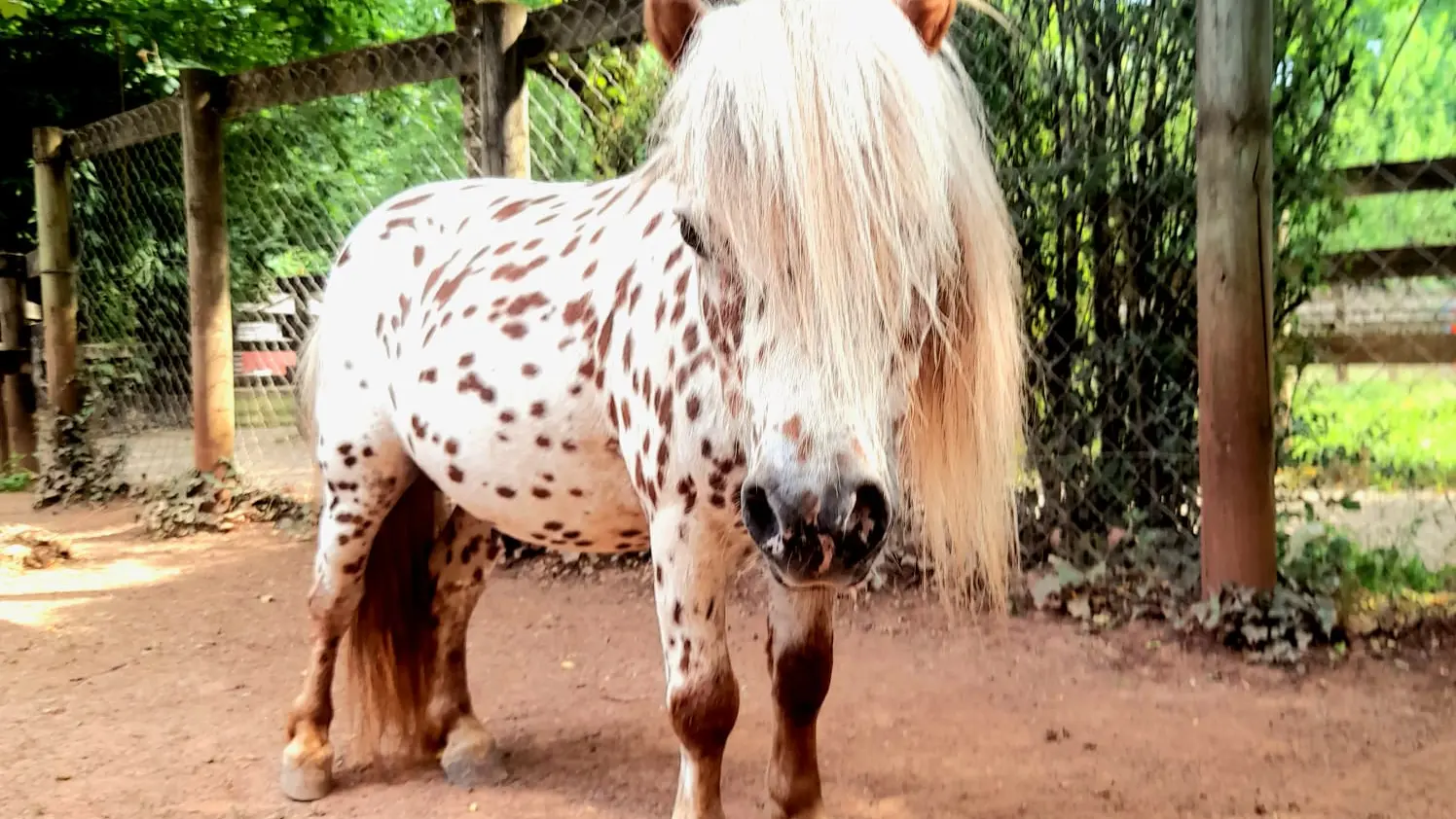 Nos Chevaux miniatures