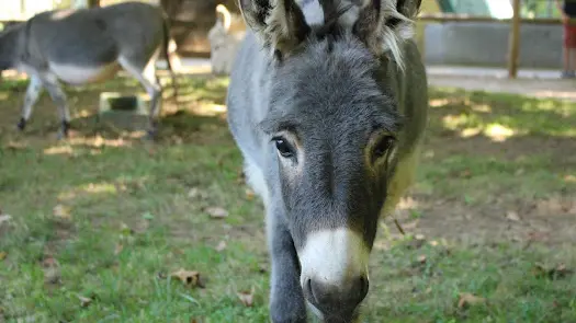 Nos Ânes miniatures