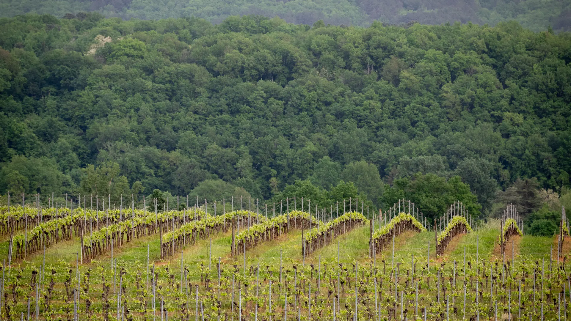 Vue sur notre vignoble