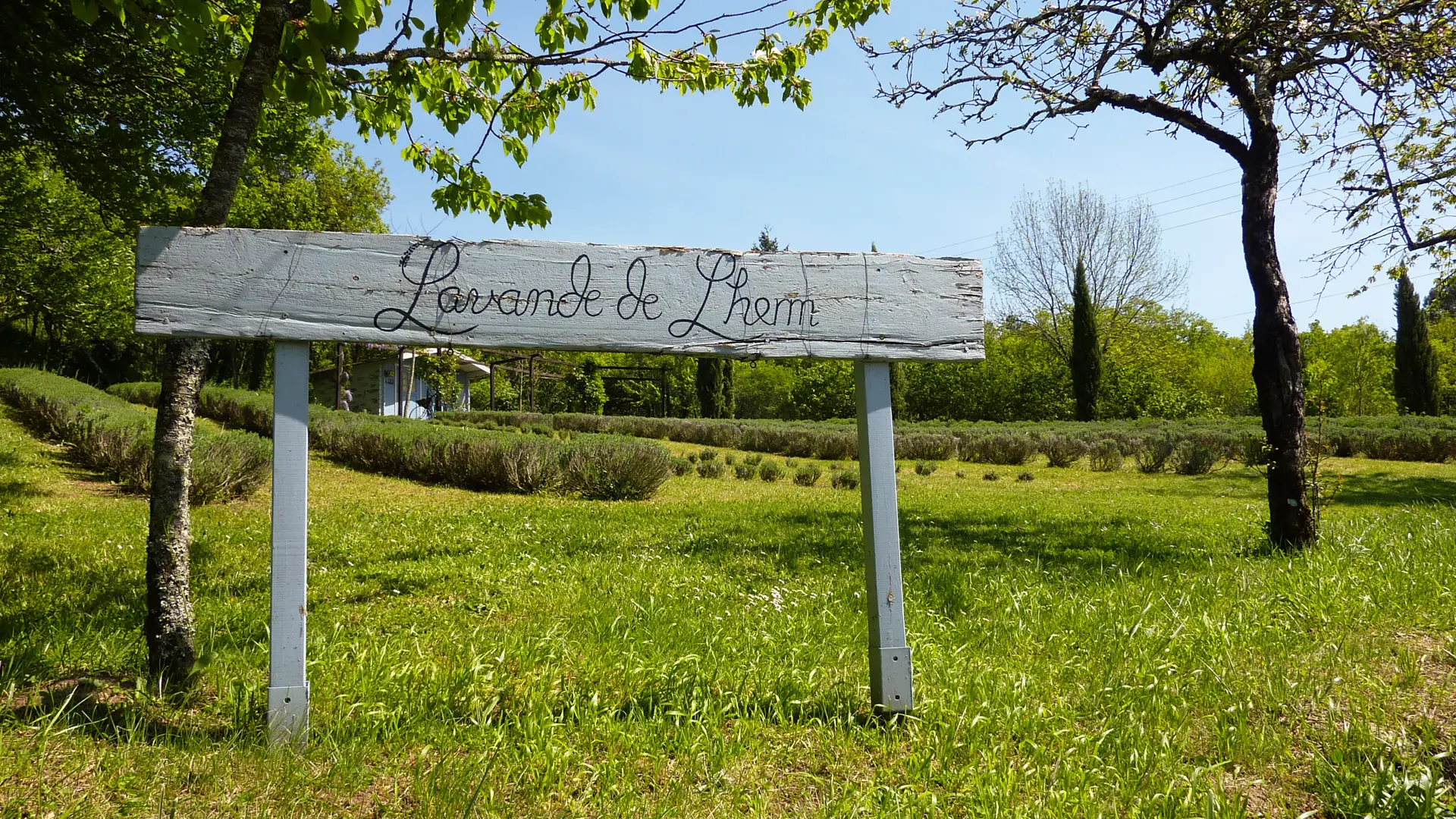 11Mas Sarrat - Lavande de Lherm © Lot Tourisme - C. Sanchez