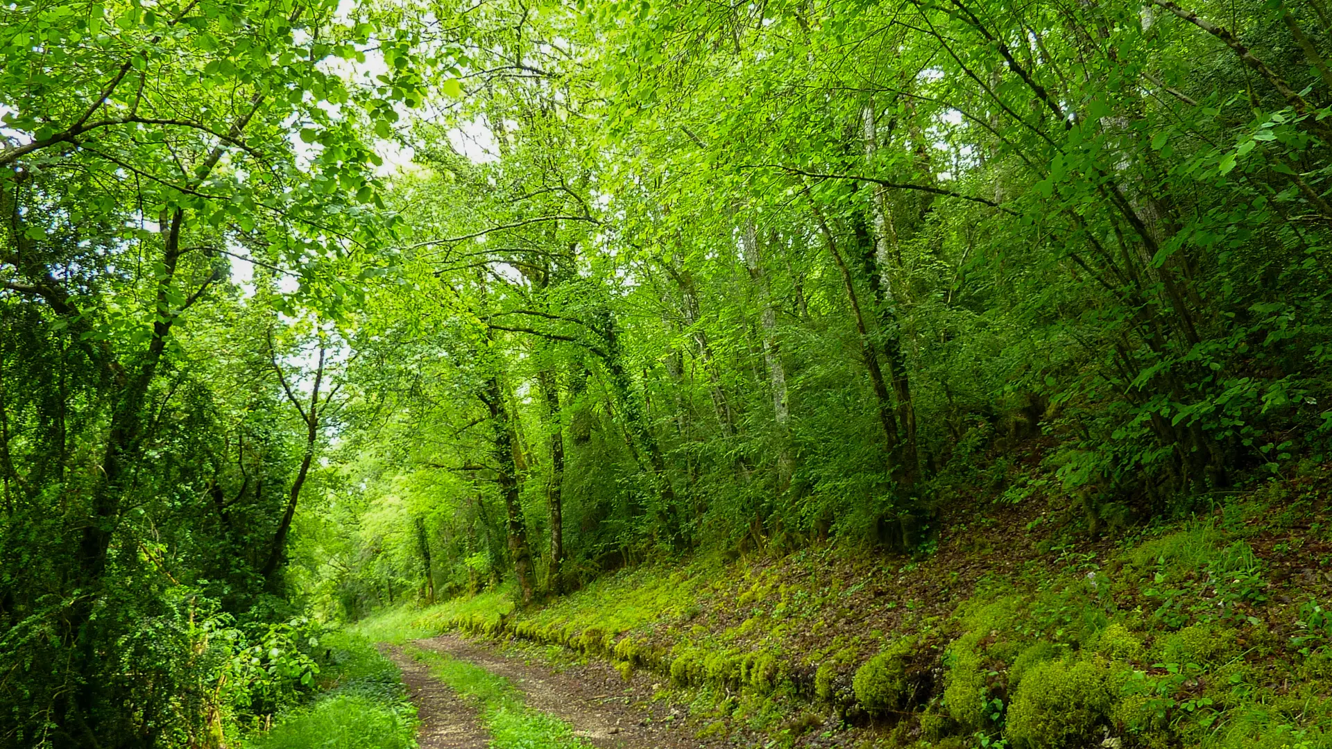 11Passage en sous bois du Travers Mal © Lot Tourisme - C. Sanchez