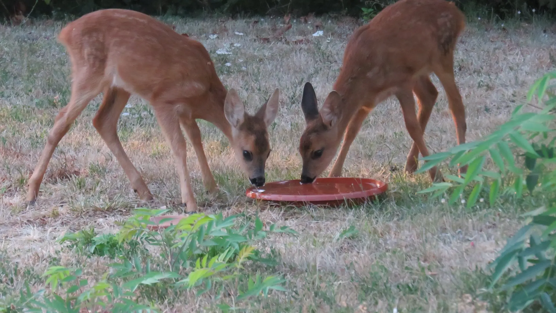 Visiteurs au jardin ...