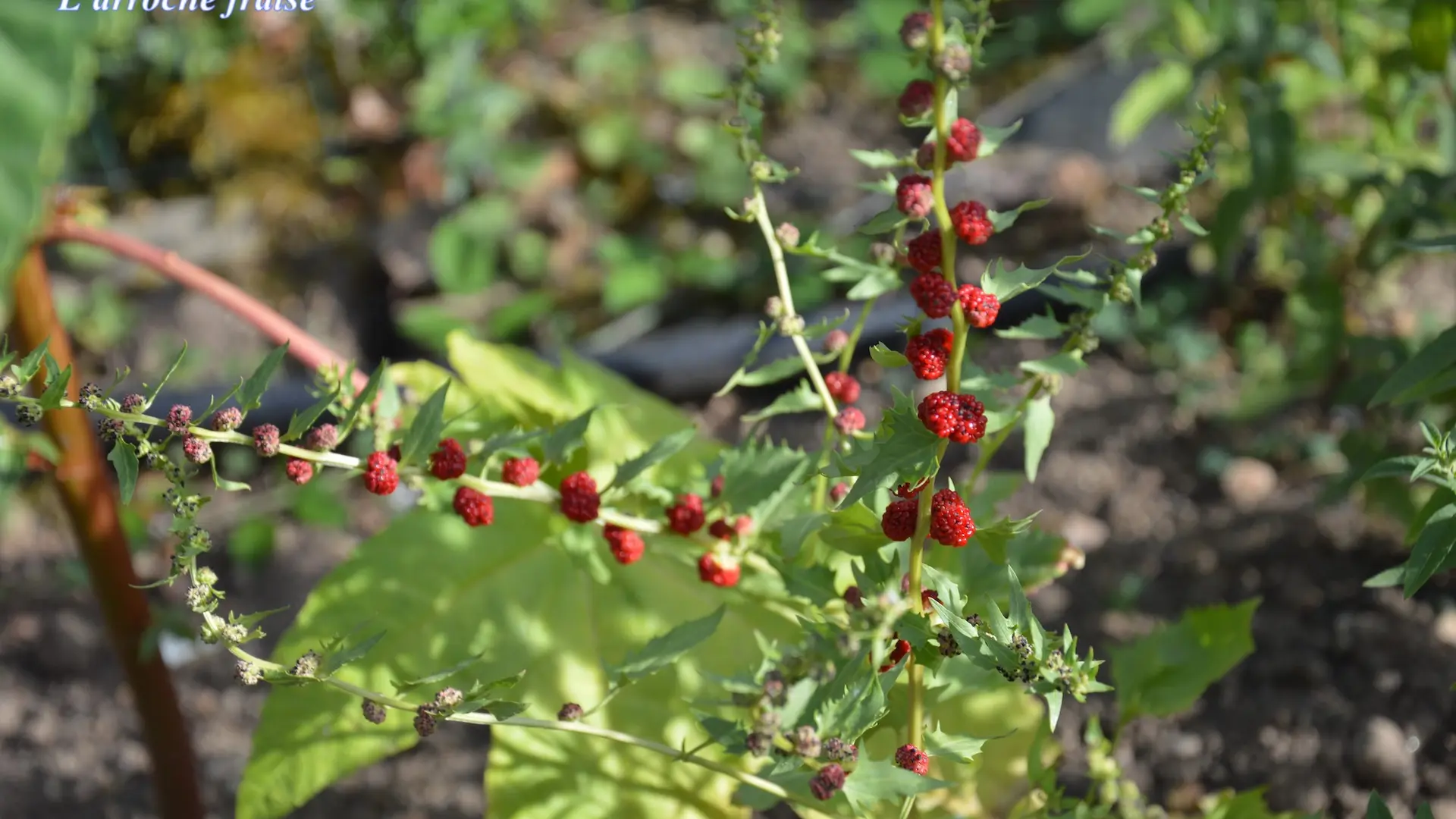 12jardinmedieval_Cardaillac_Larrochefraise