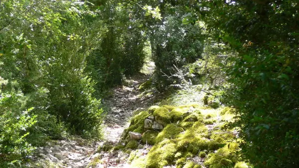 Francoulès : Chemin en Sous Bois