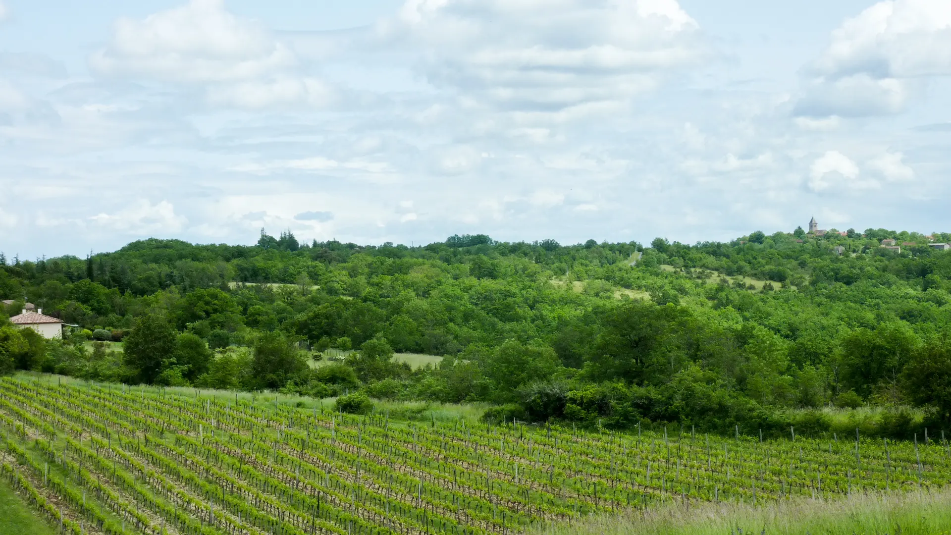 15St Michel de Cours - Vignes  © Lot Tourisme - C. Sanchez