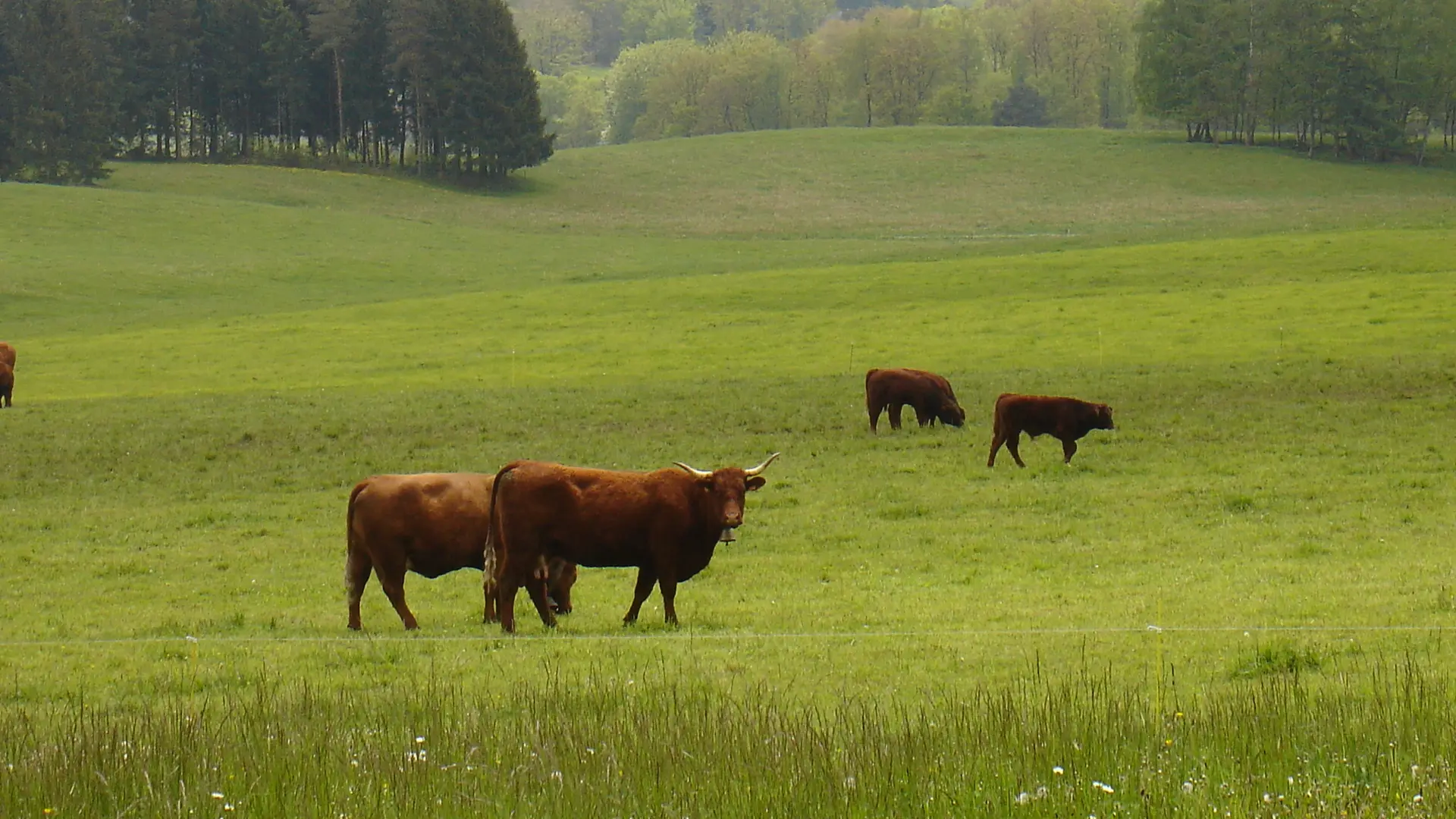vaches