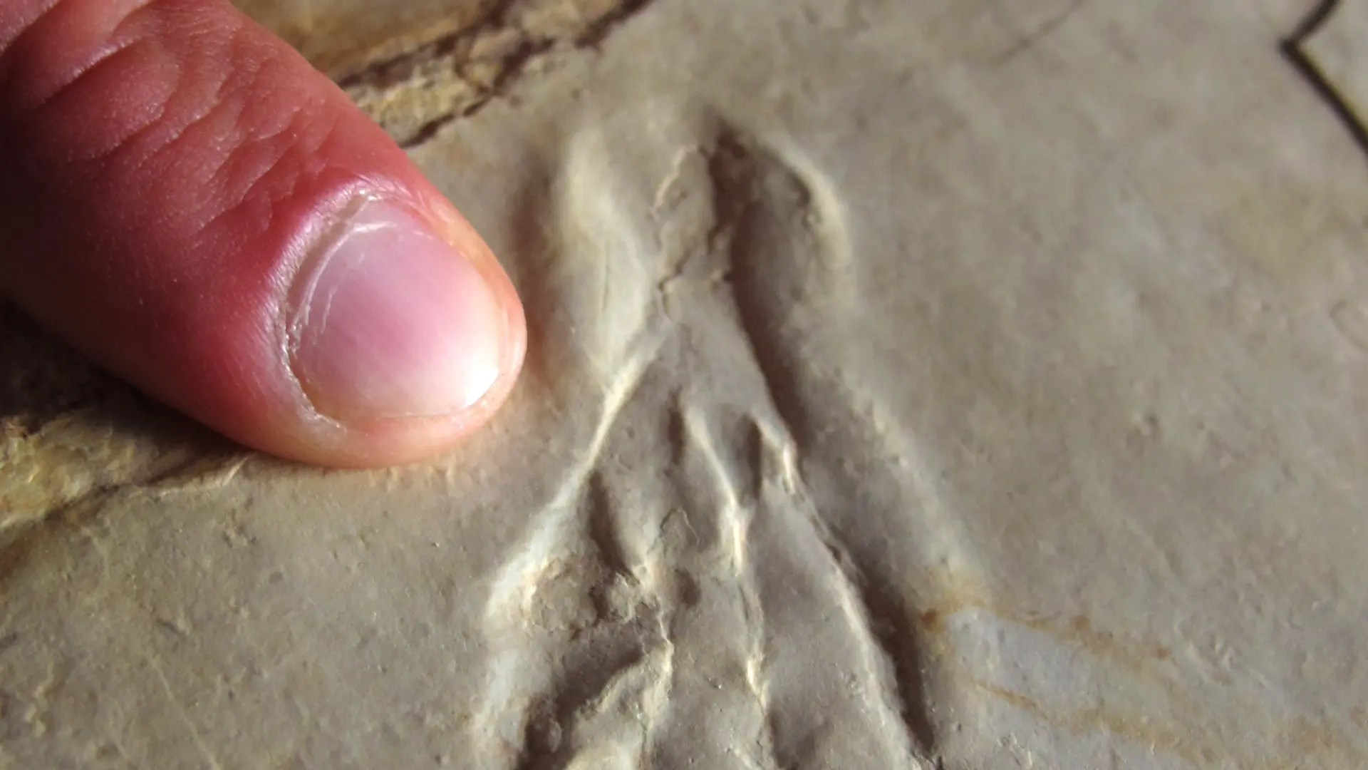 160622_Plage aux ptérosaures ©A. Itier - Office de Tourisme Cahors - Vallée du Lot (1)