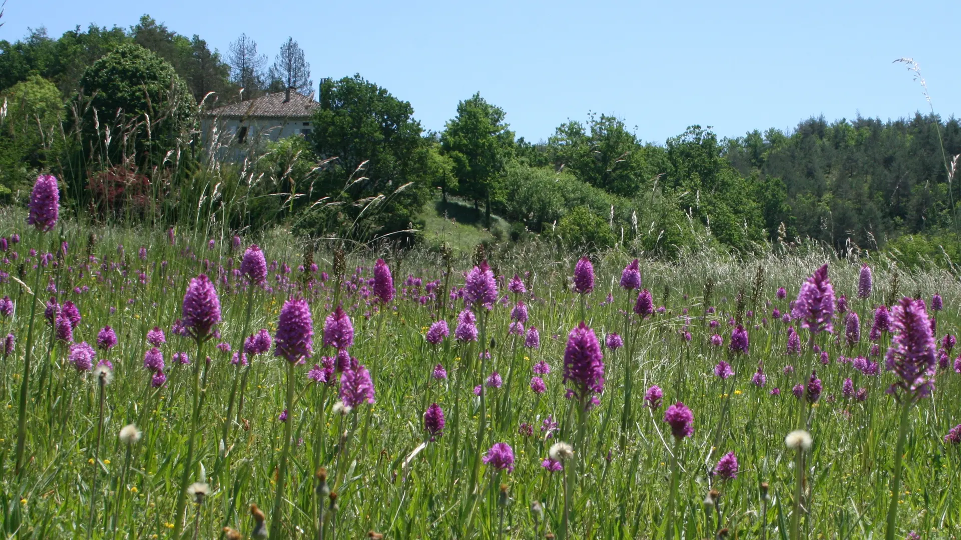 orchidées