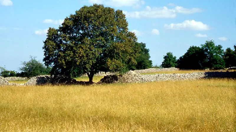 Chêne sur le Causse