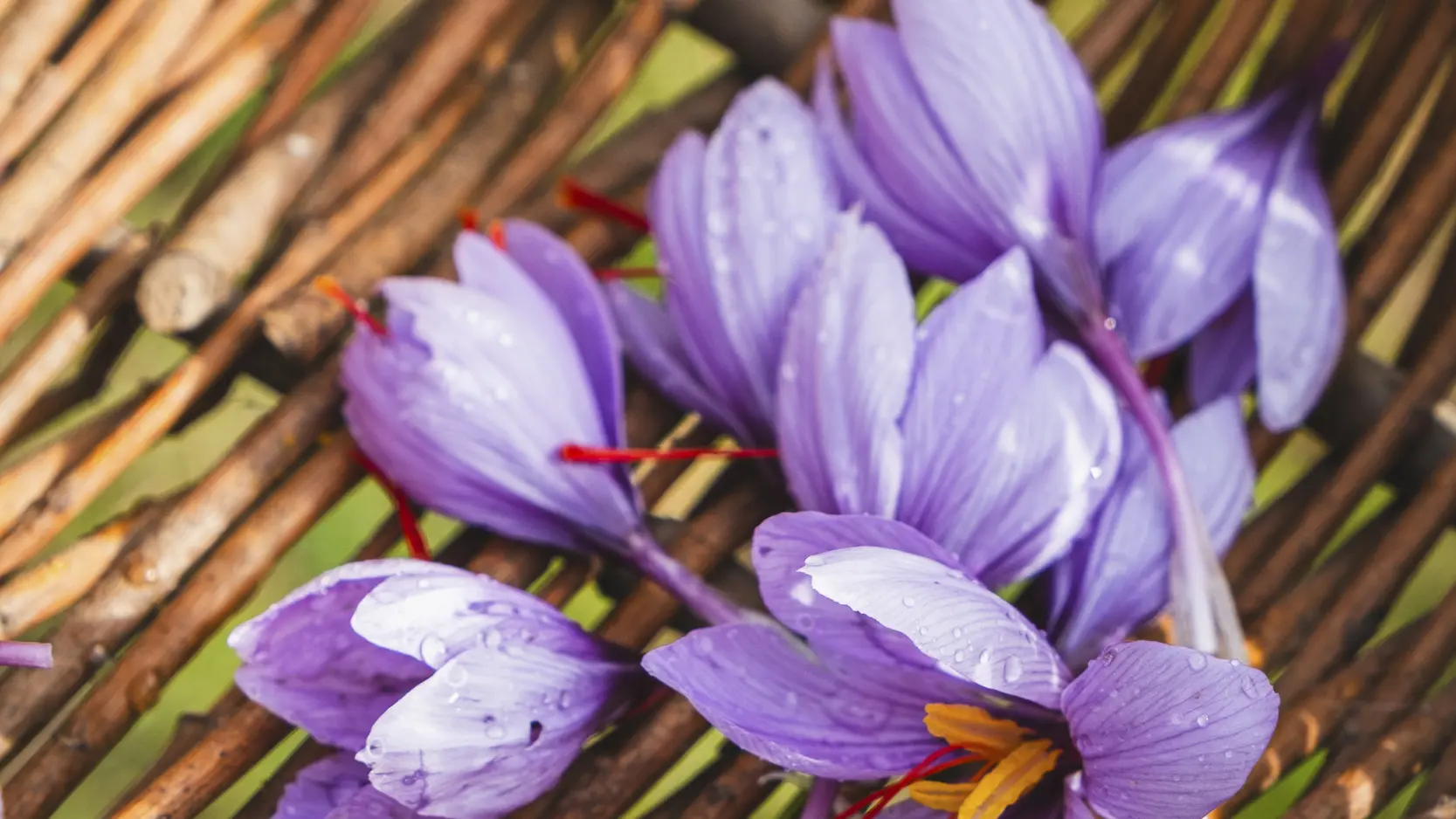 Fleurs de safran dans un panier