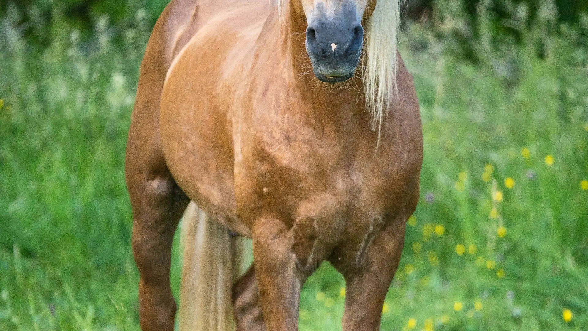 200221JumenteriePechBlanc-Theminette-12