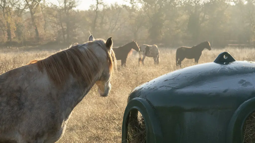 Chevaux au pré