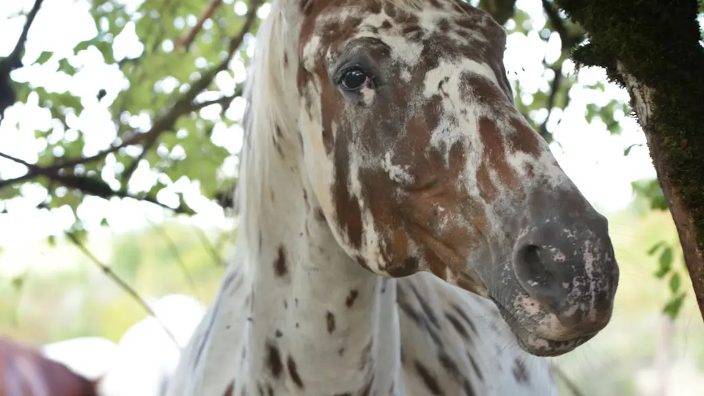 Portrait cheval