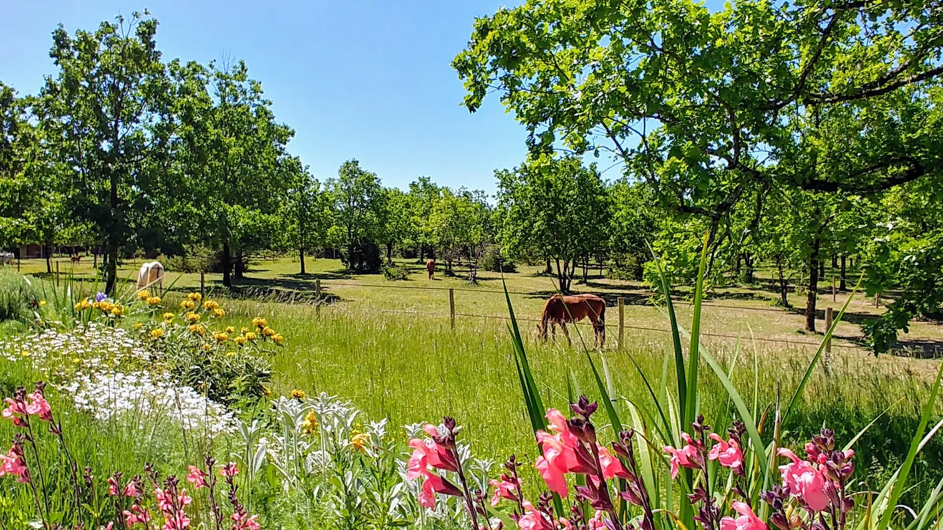 Paddock des chevaux