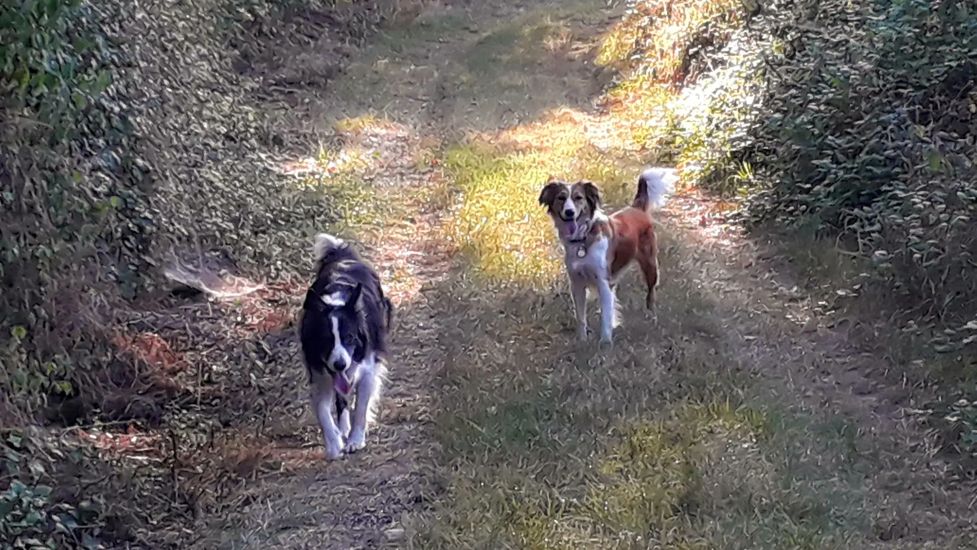 Néro et Ruska sur un chemin de balade, derrière la ferme