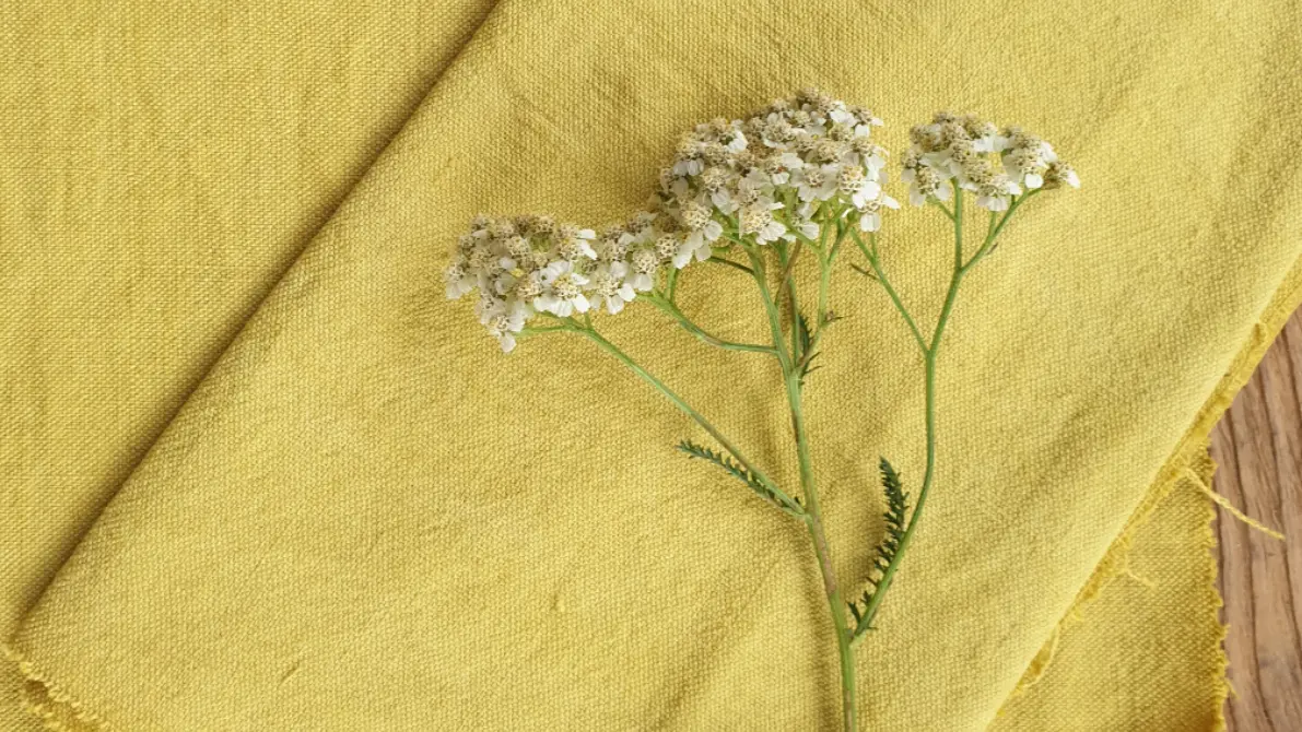 teinture achillée millefeuille