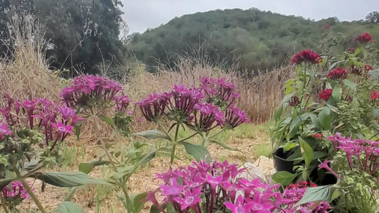 Fleurs