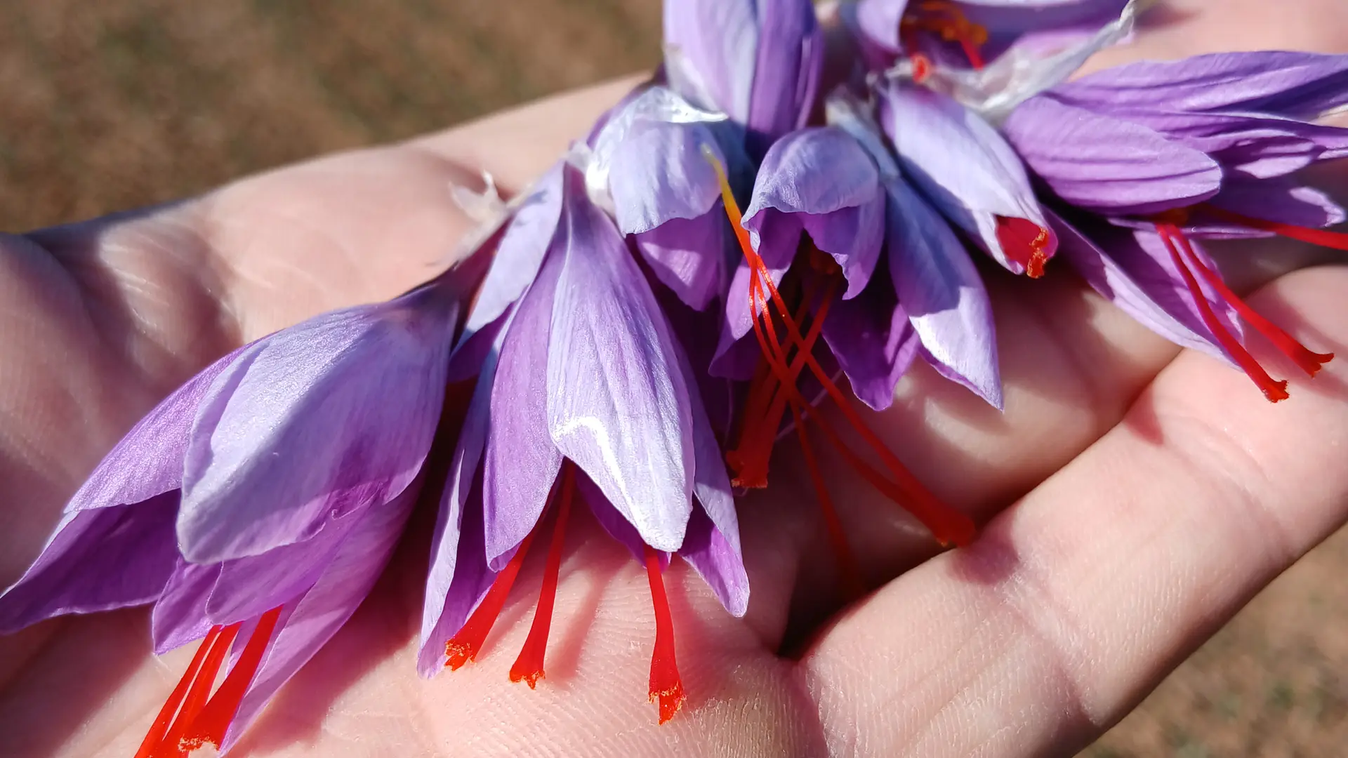 fin octobre recolte du safran