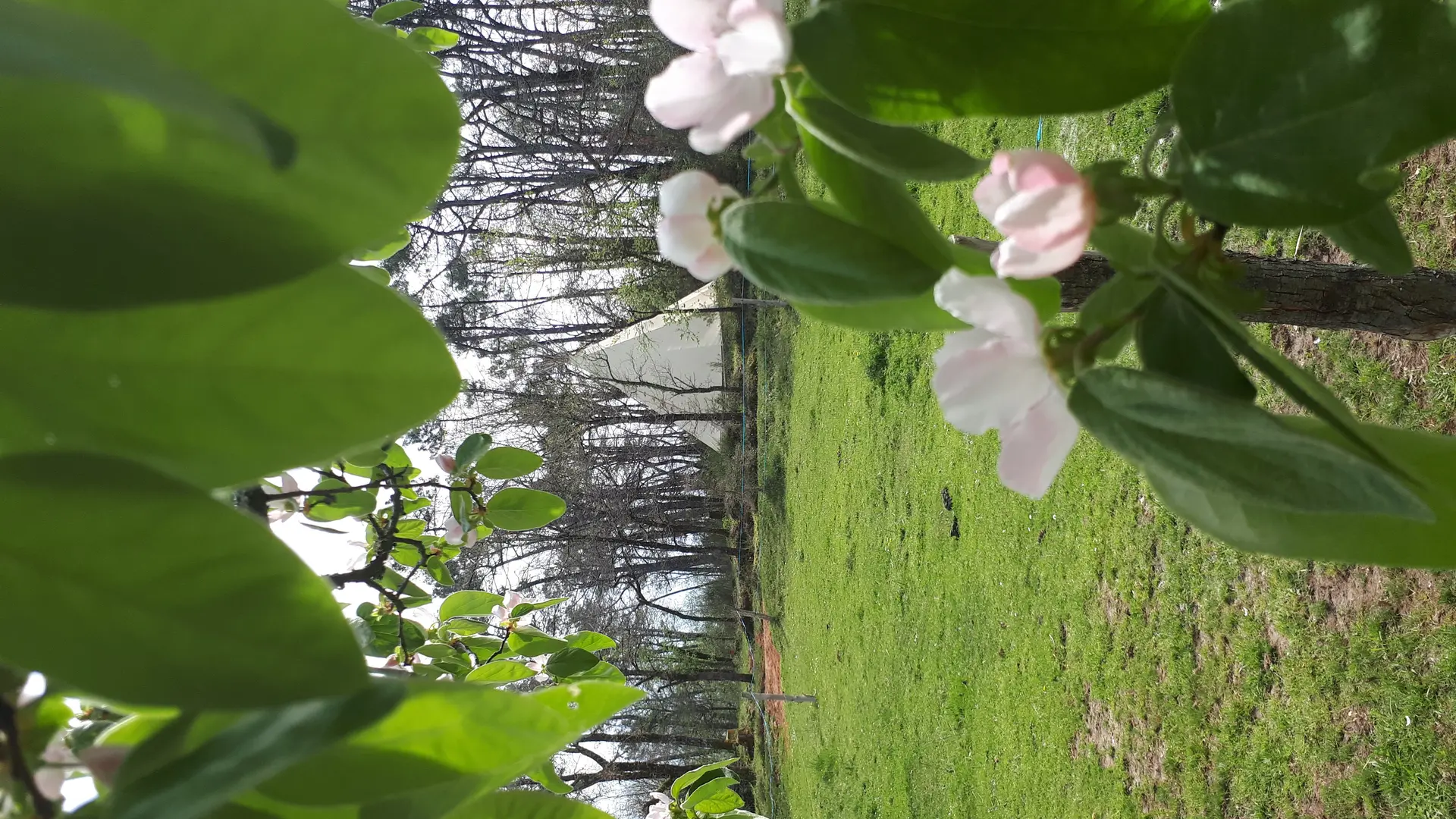 tipi au début du printemps