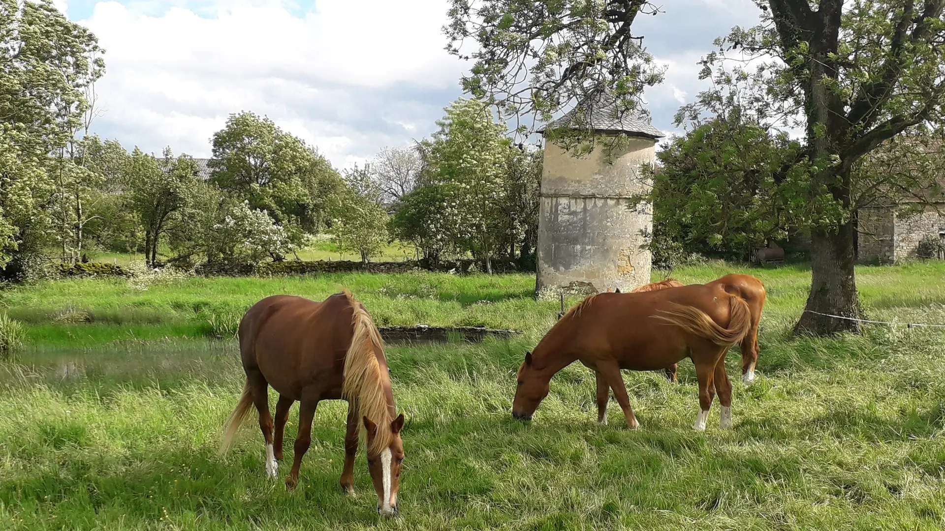 les chevaux à côté de la mare et du pigeonnier, dans la cour de la ferme