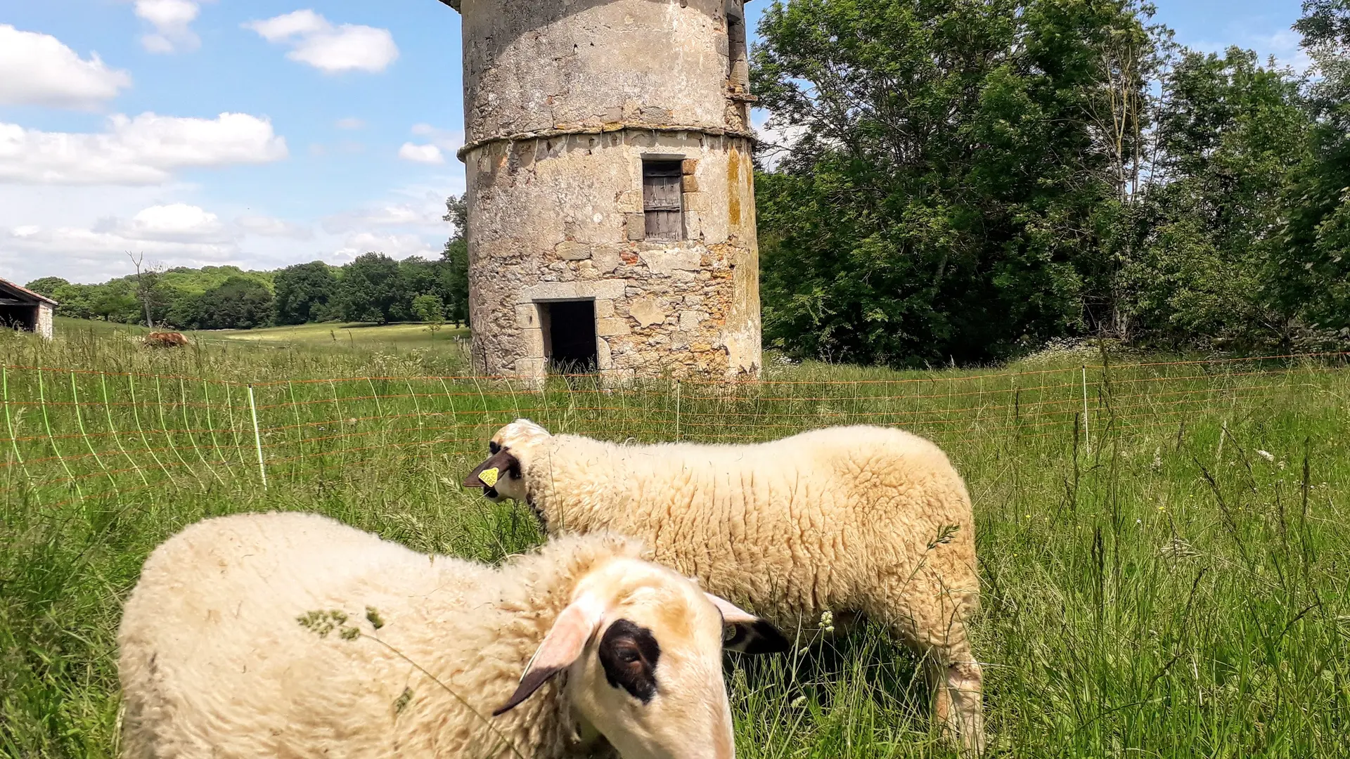 les moutons posent devant le pigeonnier