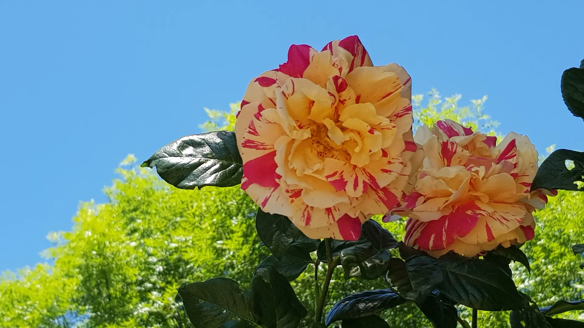 Fleurs du camping.