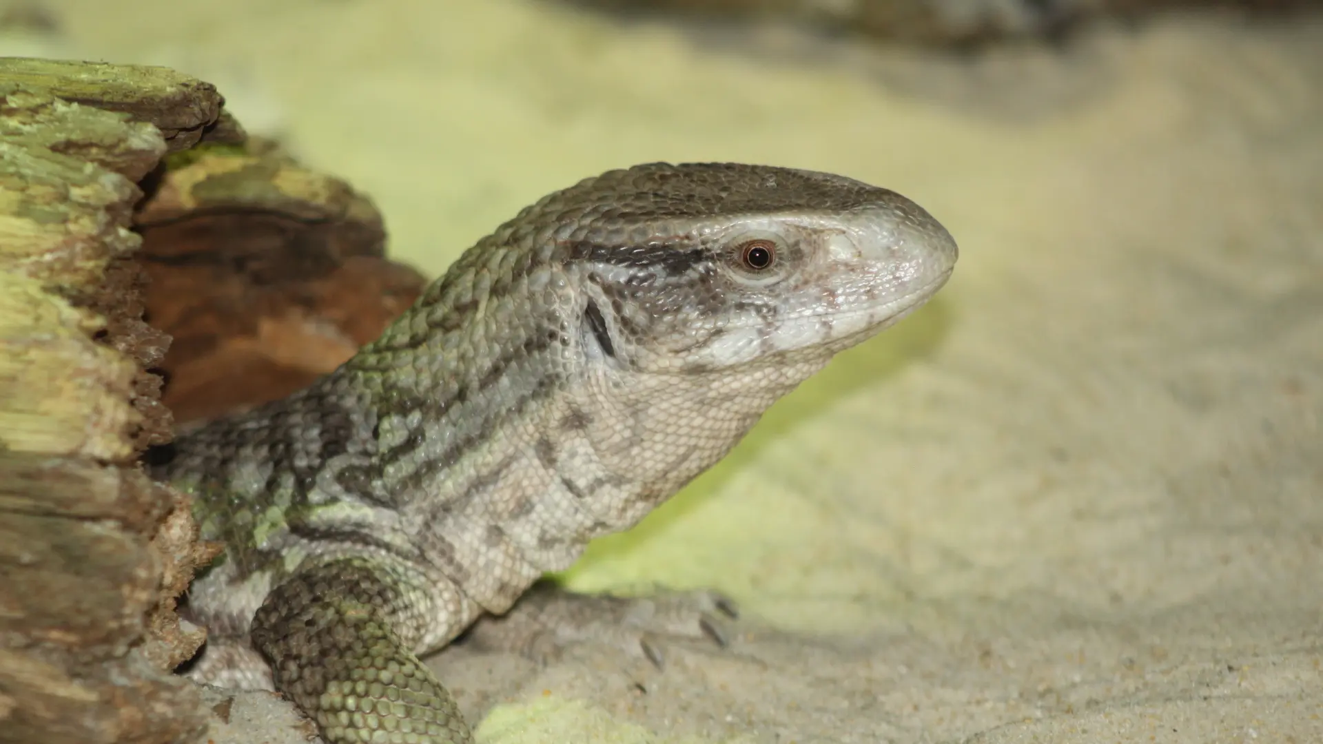 Varanus exanthematicus