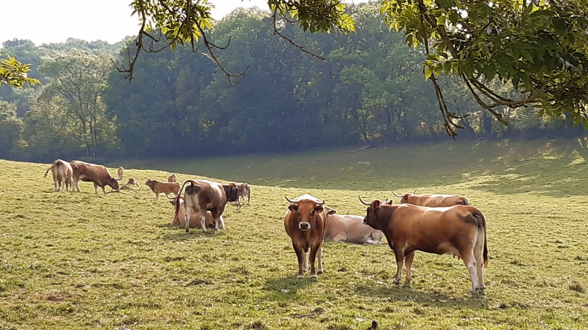 nos vaches, juste à côté