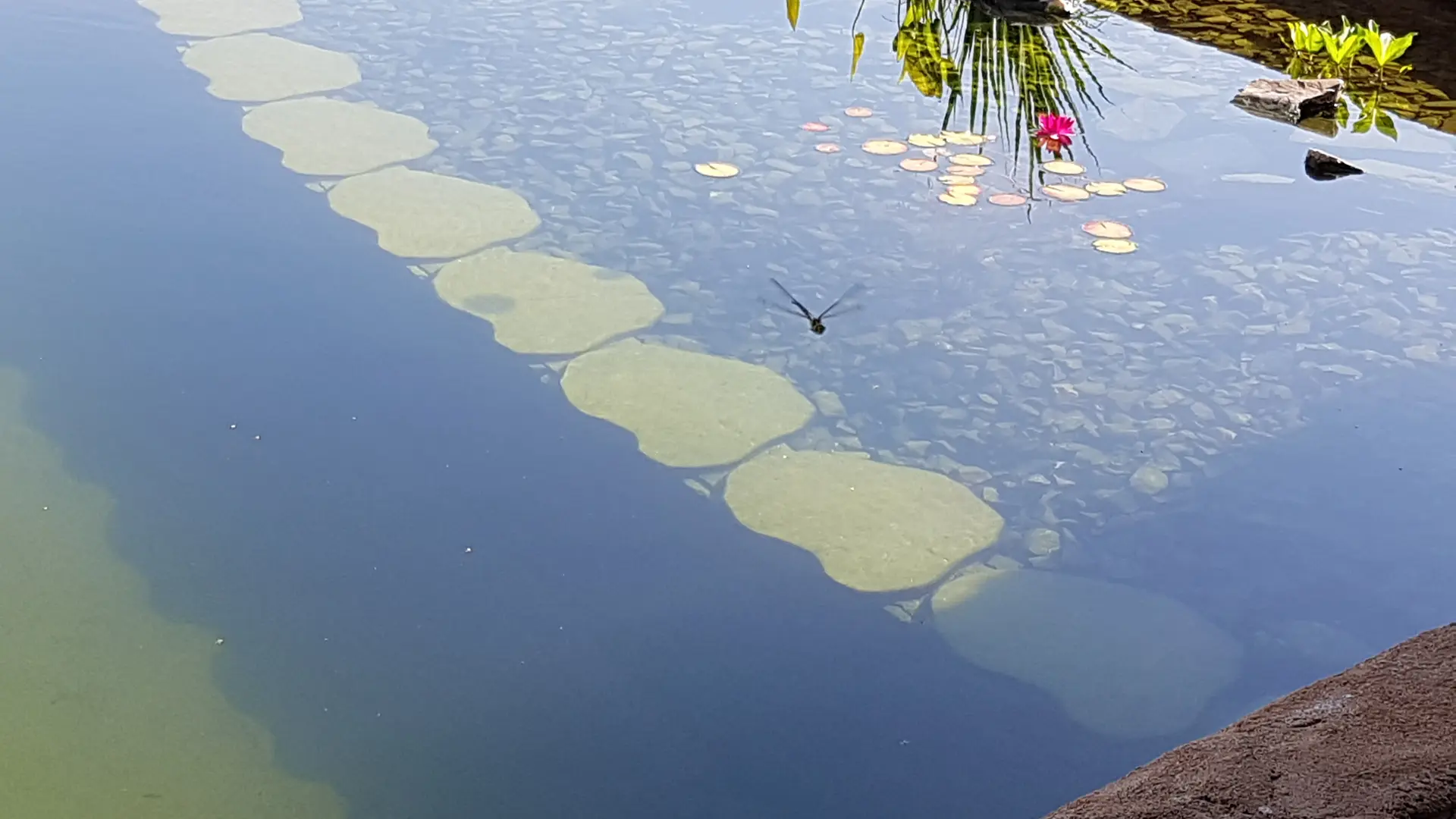 Notre piscine naturelle à débordement