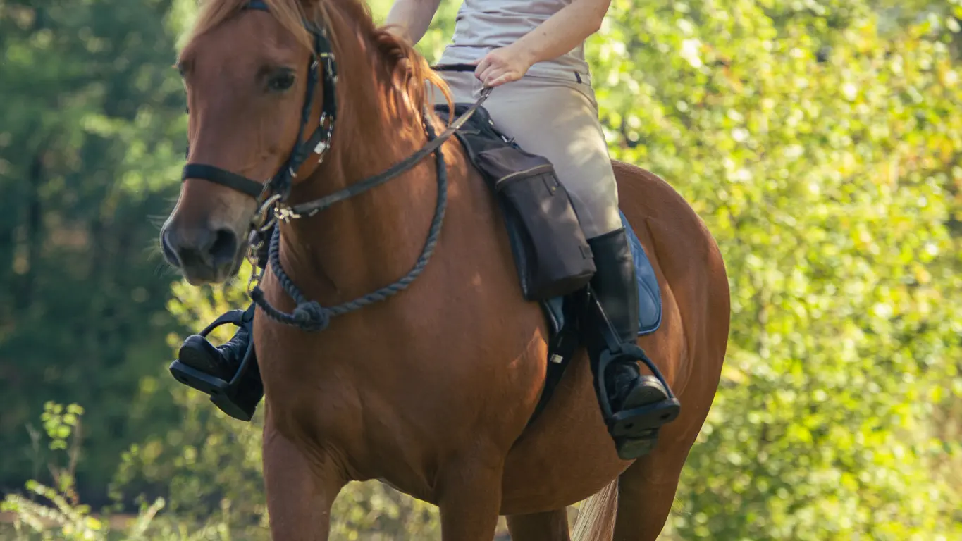 Pelly - cheval de randonnée