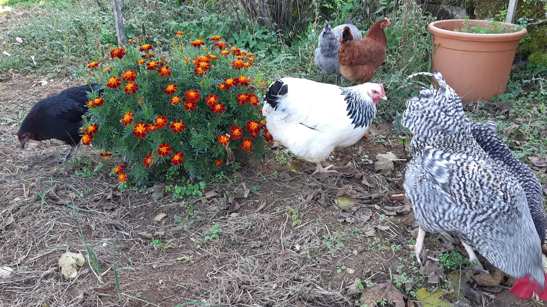 20201106_113518  Nos poules ! Oeufs frais assures au petit dejeuner