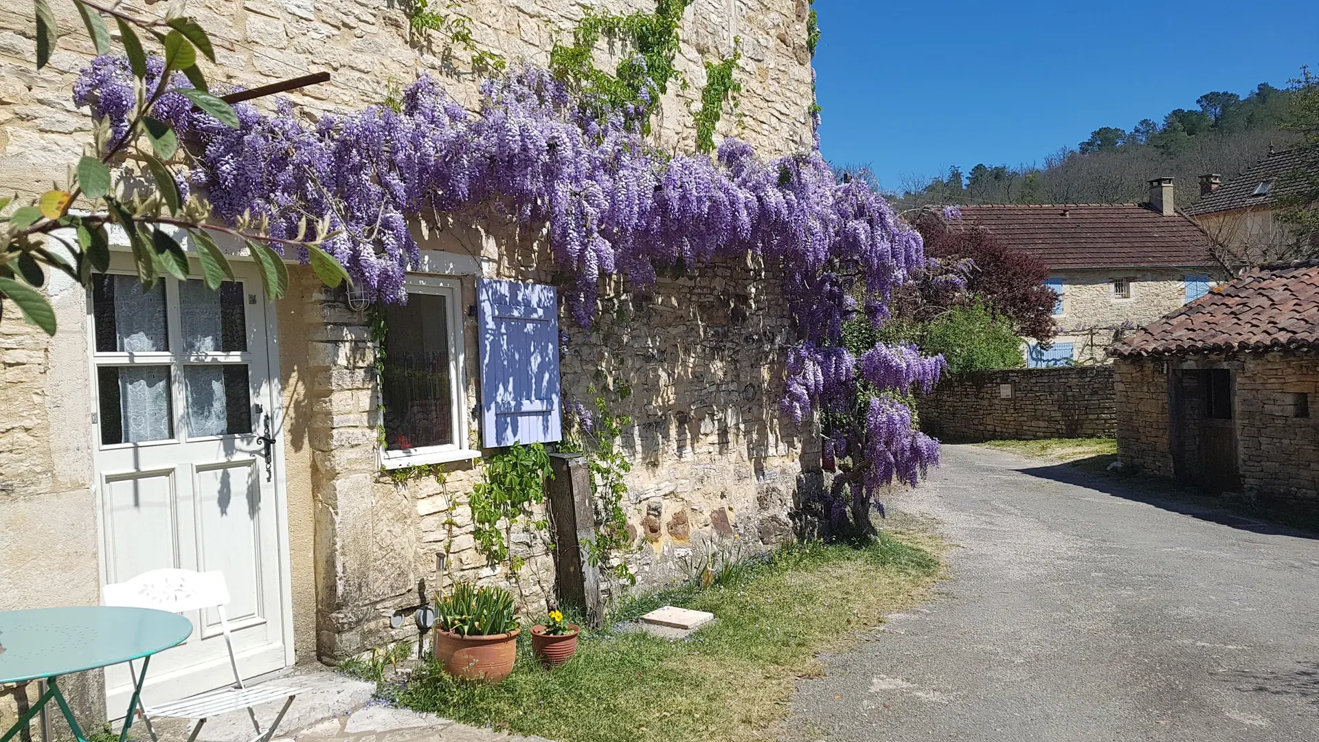 La glycine en mai