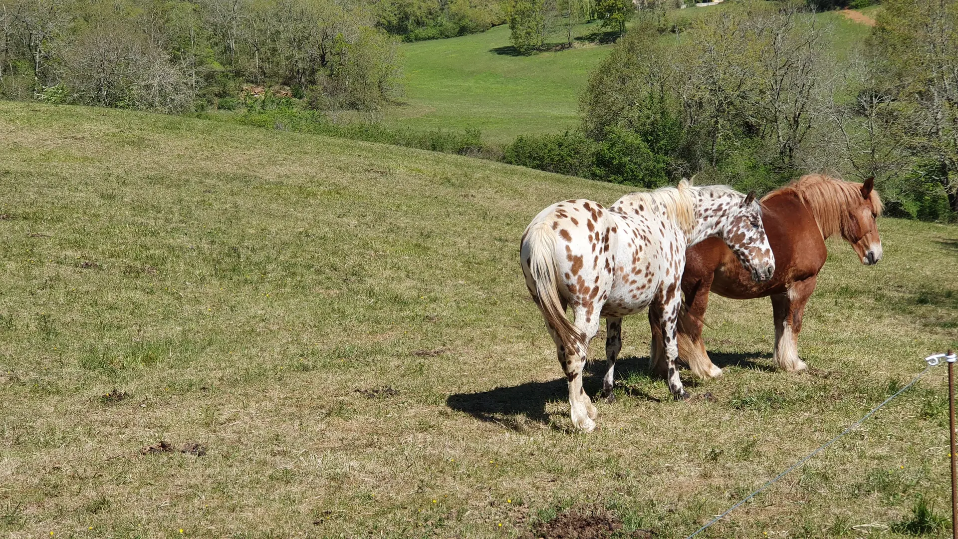 Parc avec chevaux