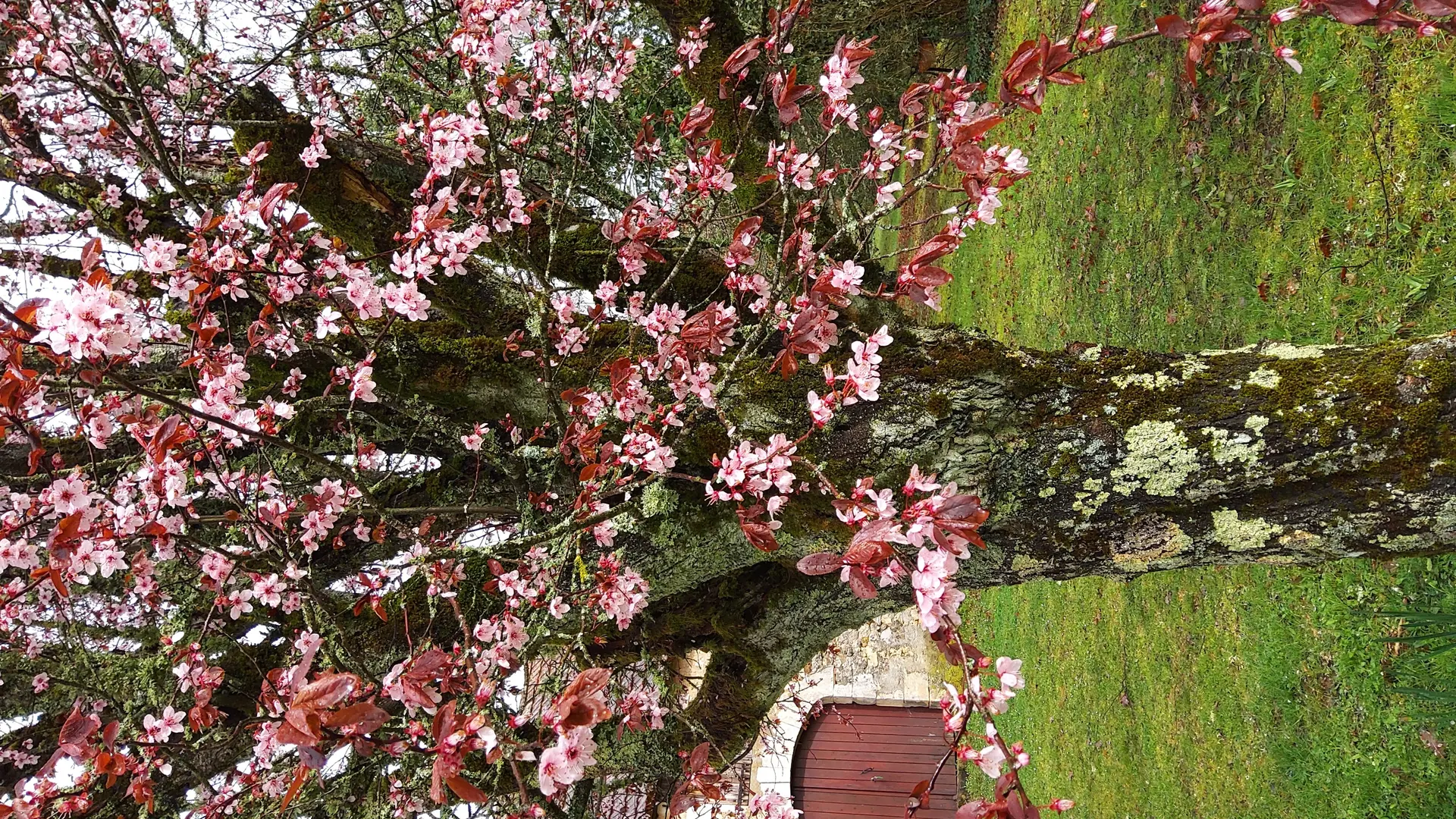 Le prunus au printemps