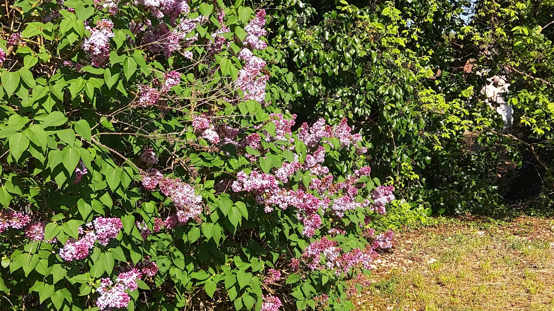 une haie de lilas