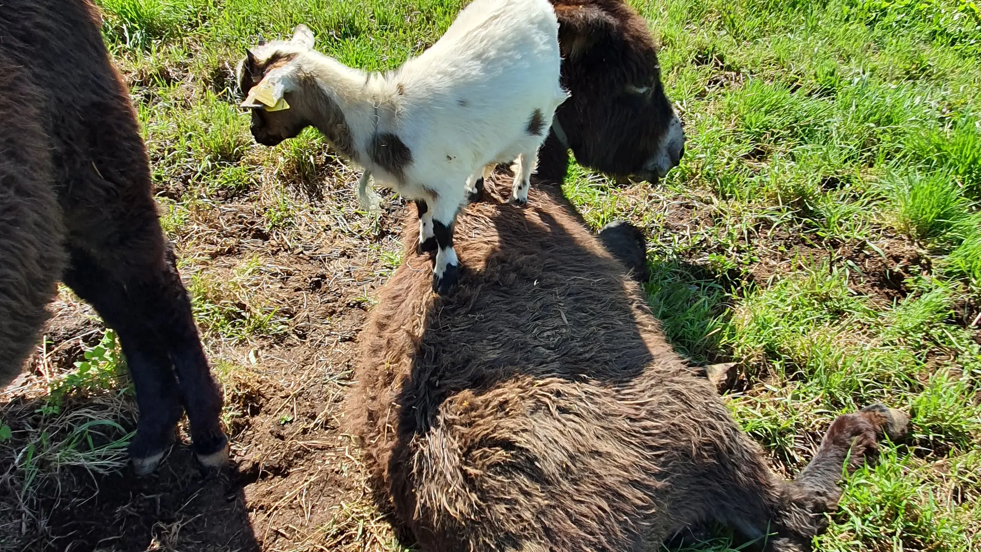 Dans un terrain clos de 8000 m2, nos 2 ânesses et notre couple de chèvres naines