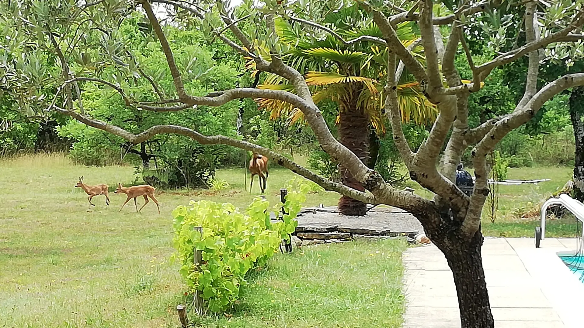 Visite d'une famille chevreuils