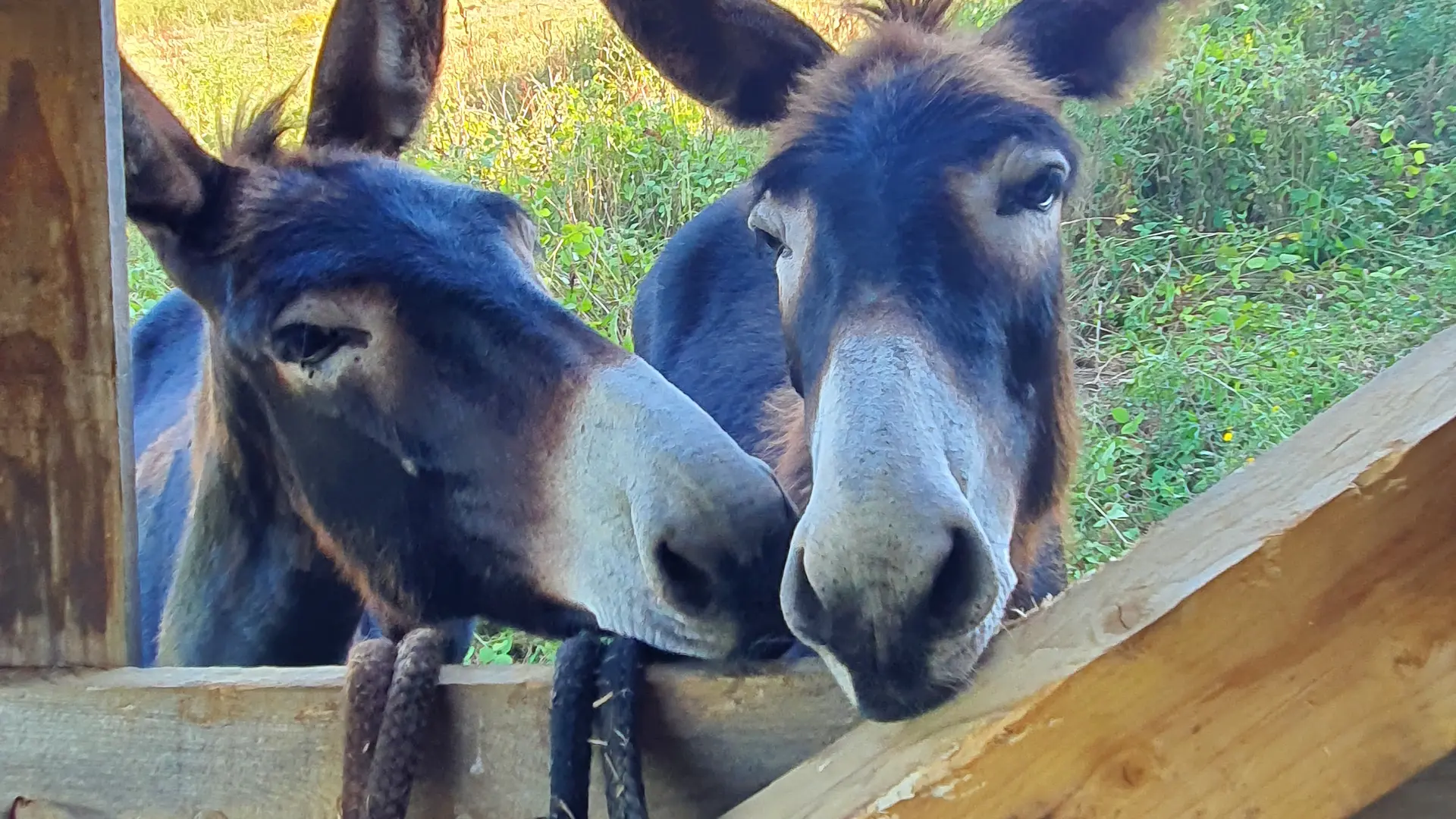 Dans un terrain clos de 8000 m2, nos 2 ânesses et notre couple de chèvres naines