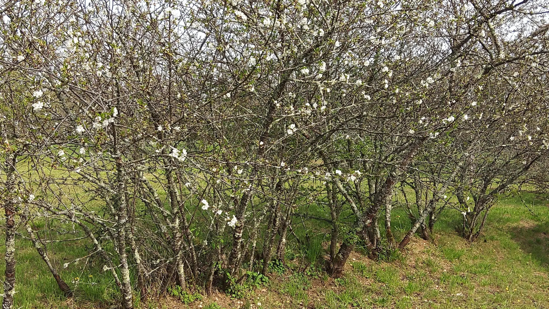 Haie de cerisiers en fleurs