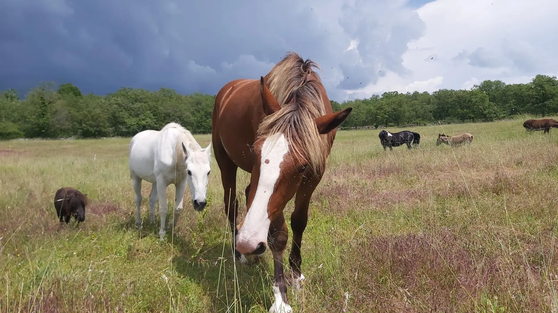 Chevaux