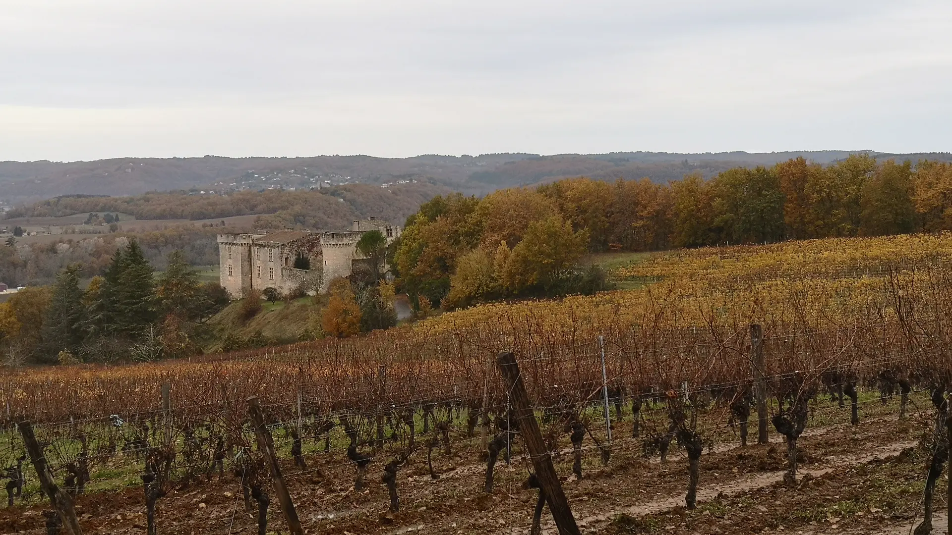 211126_Vignes_Bélaye