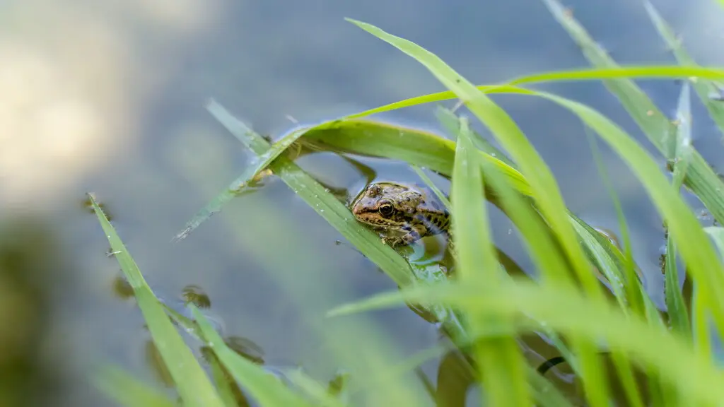 Grenouille dans le Céou