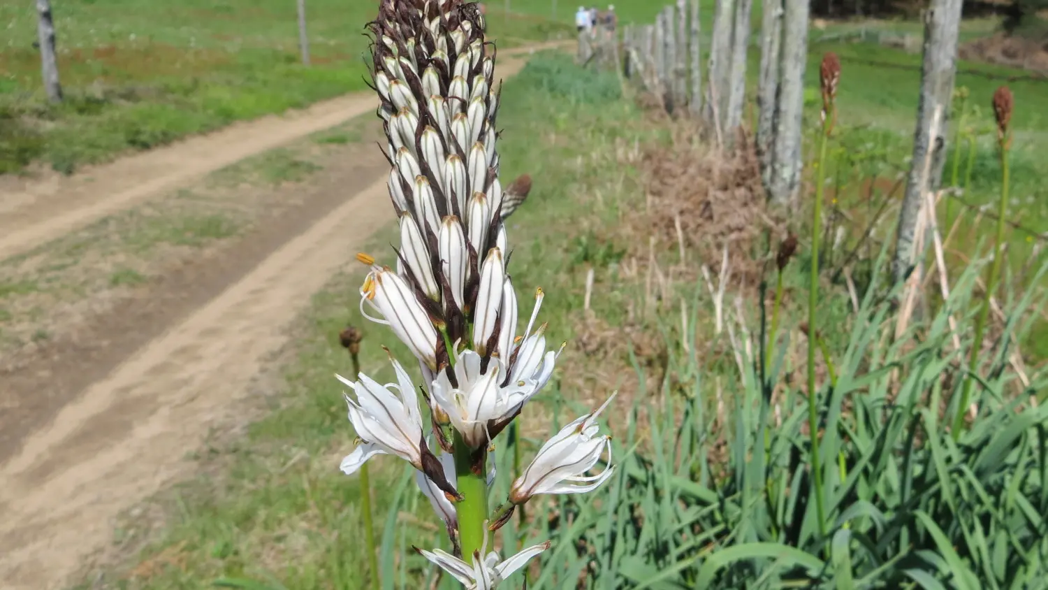 24 NEUVILLE - Le Puy Brezou (3)