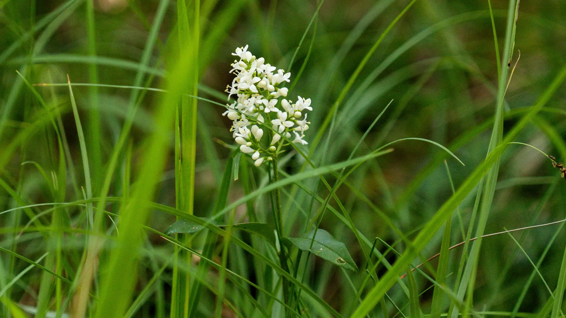 Orchidée à Ussel