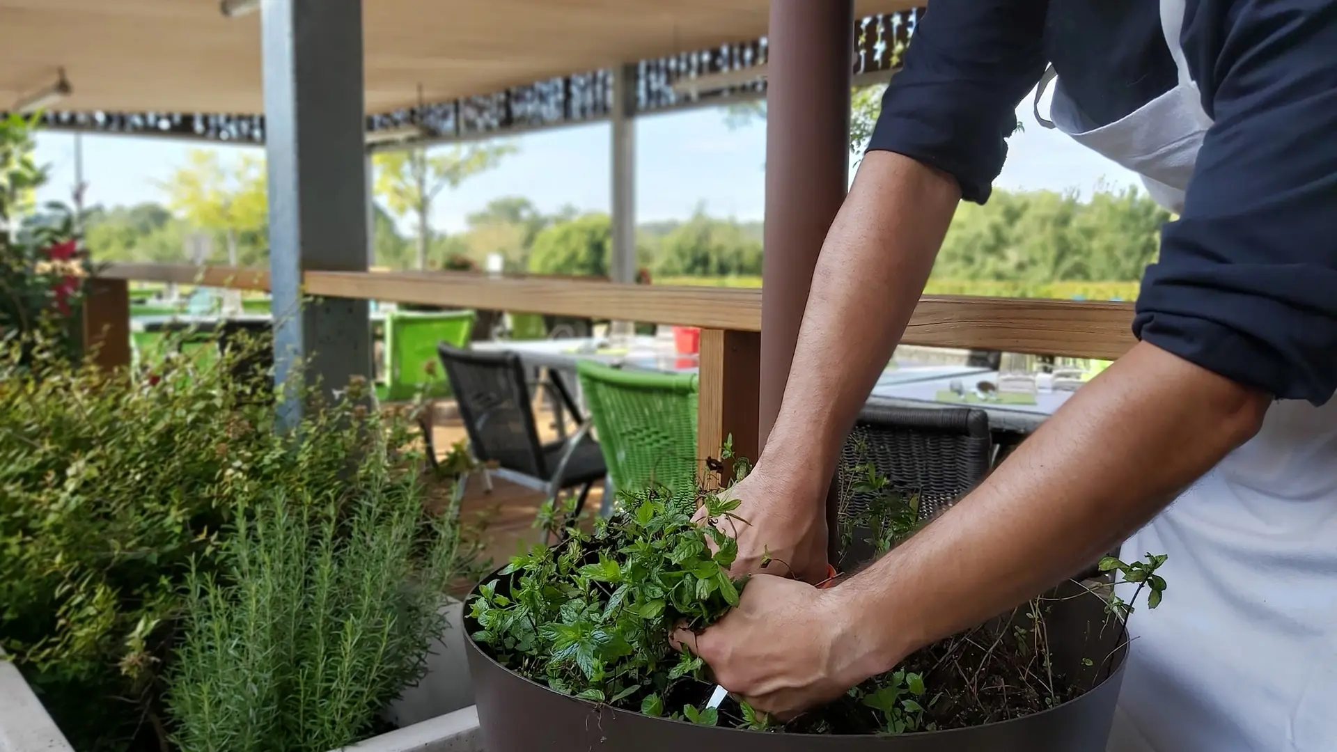 Arômates du jardin