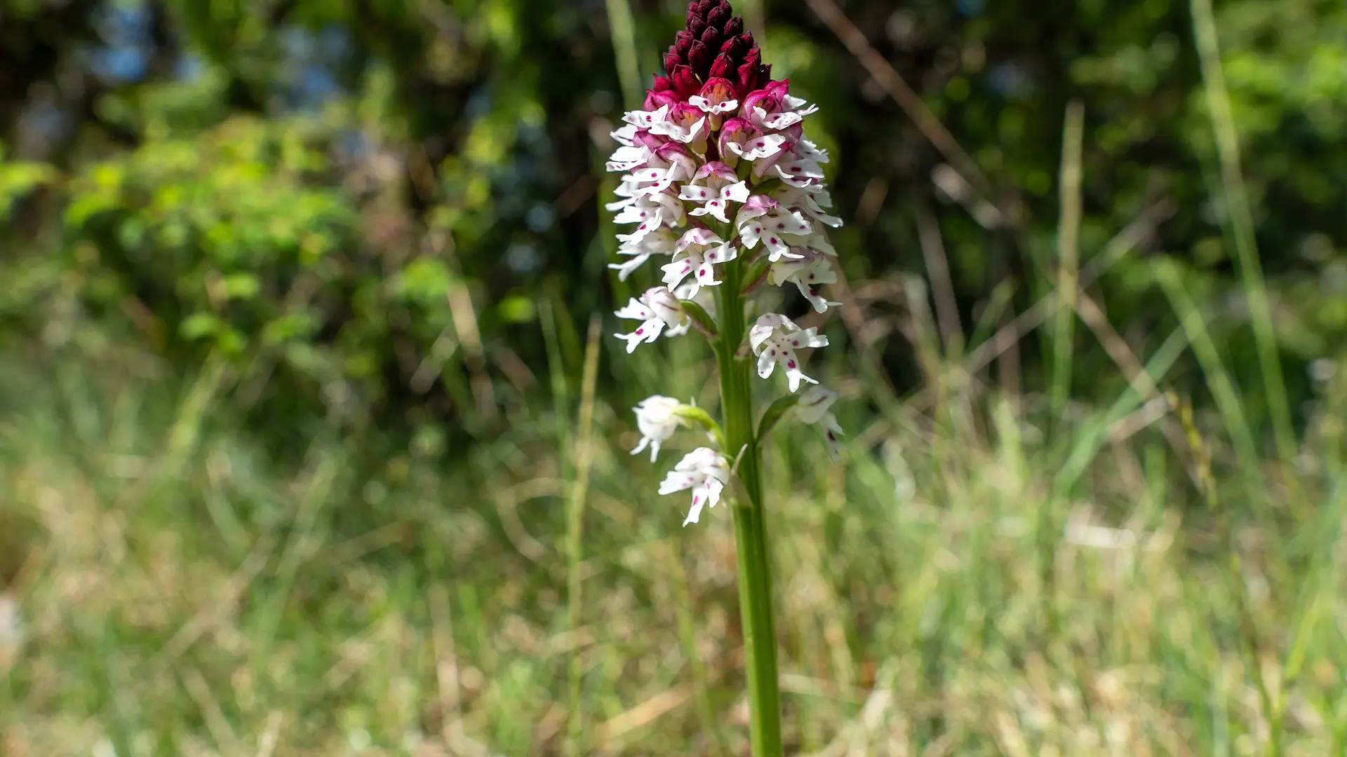 Orchis brulée ay Super Cayrou