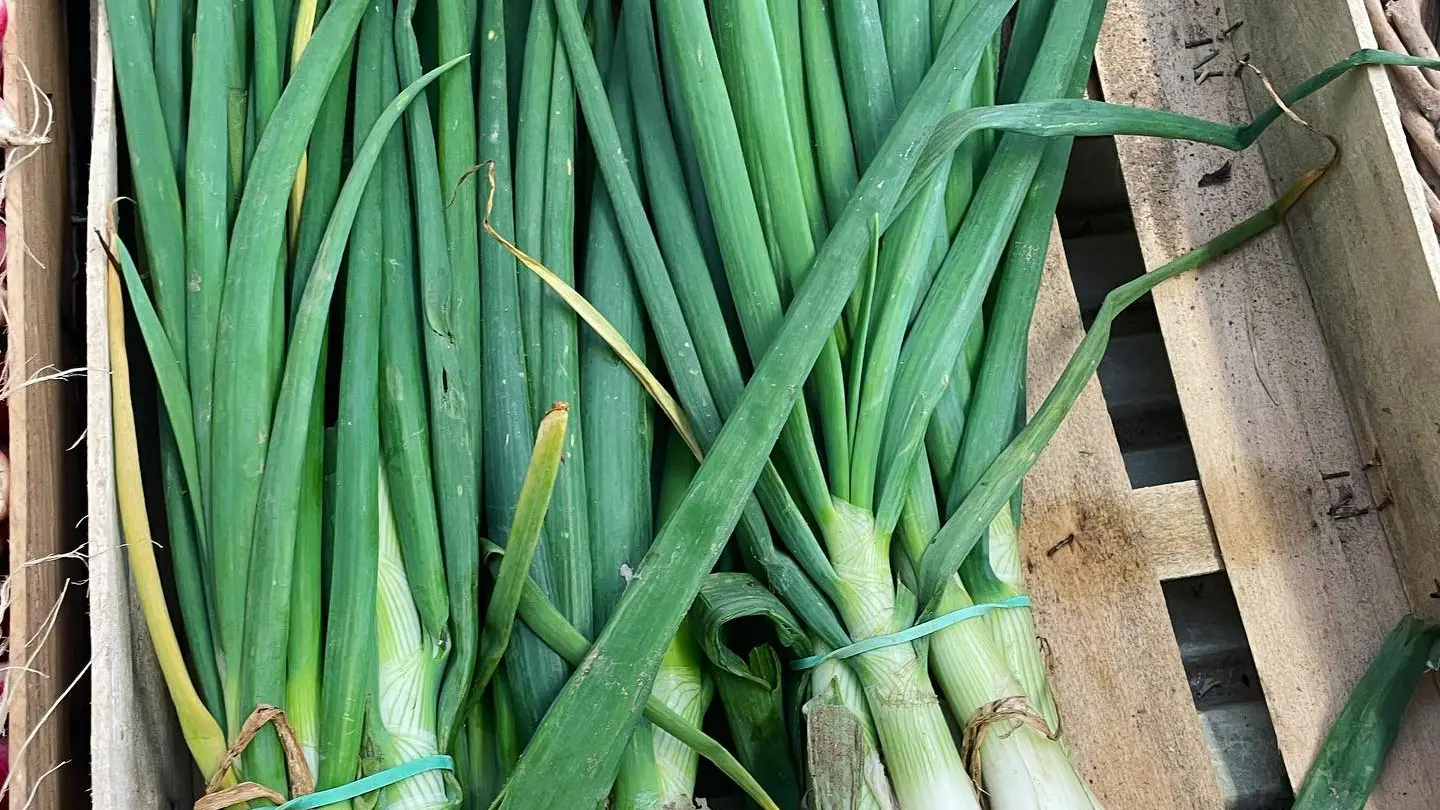 Gaec le Saulou-baladou-oignons