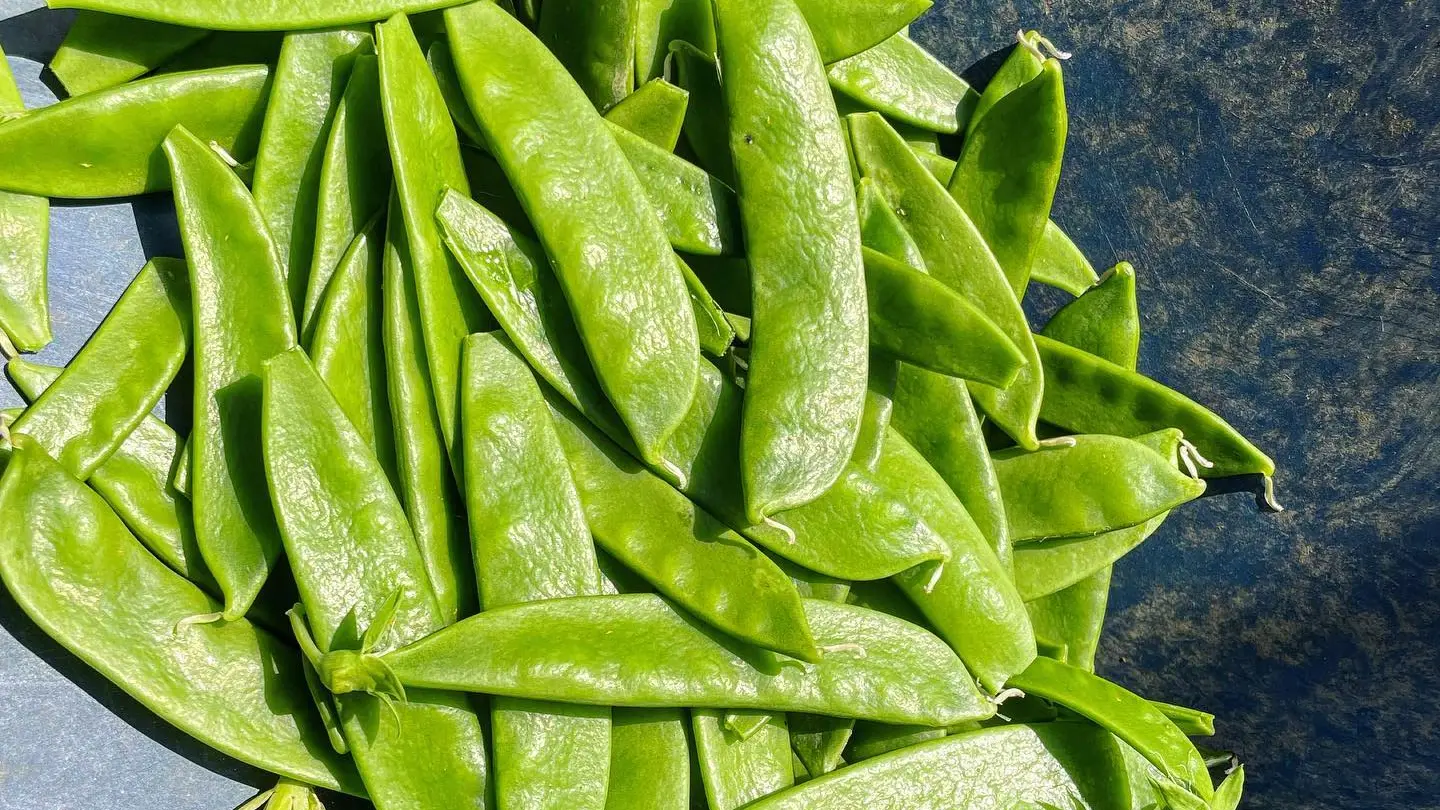 Gaec le Saulou-baladou-petits pois